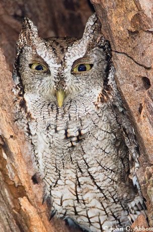 Photo by John C. Abbott